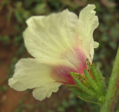Hibiscus