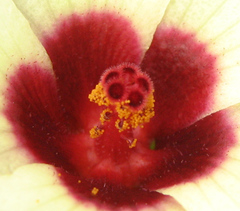 Hibiscus