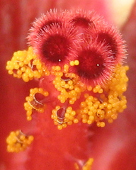 Hibiscus