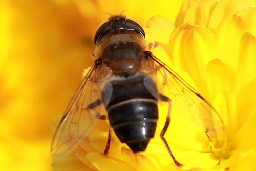 Tapered Drone Fly, photo 8 of 10
