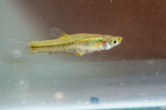 Lerma Livebearer photo 2