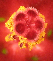 Hibiscus