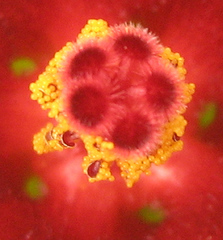Hibiscus