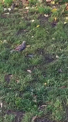 Sturnus vulgaris