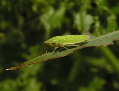 Draeculacephala angulifera