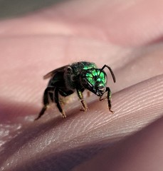 Augochloropsis viridula