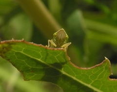 Draeculacephala angulifera