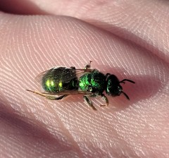 Augochloropsis viridula