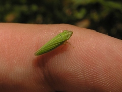 Draeculacephala angulifera