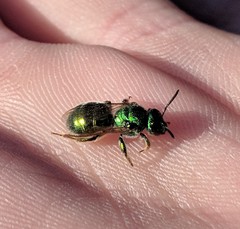 Augochloropsis viridula