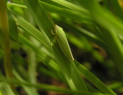 Draeculacephala angulifera