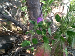 Dicliptera brachiata