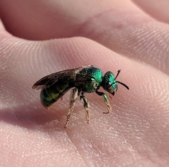 Augochloropsis viridula