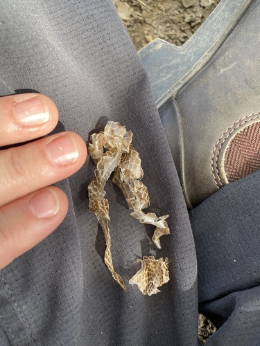 Common Tree Snake sighting