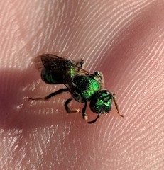 Augochloropsis viridula