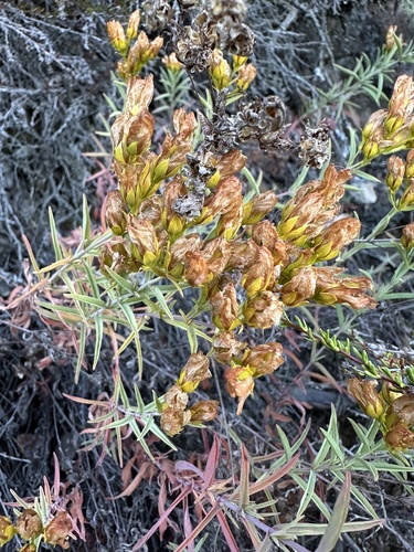goldwire (Hypericum concinnum)