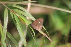 Forsterinaria quantius