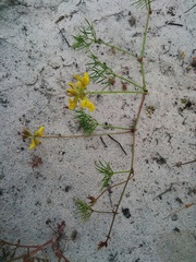 Rhynchosia ferulifolia