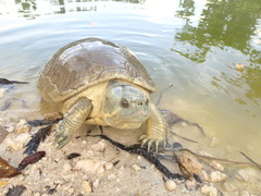 Trachemys decussata
