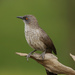 Okavango Arrow-marked Babbler - Photo (c) maritzasouthafrica, some rights reserved (CC BY-NC), uploaded by maritzasouthafrica