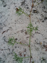 Rhynchosia ferulifolia