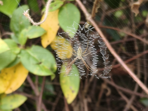 Wasp Spider