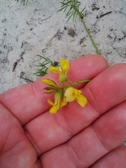 Rhynchosia ferulifolia