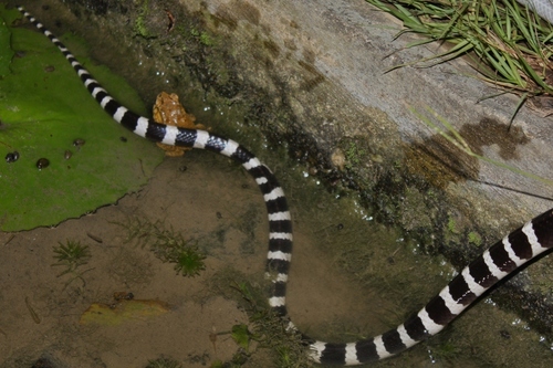 Many-banded Krait, Sai Kung, Hong Kong., photo 10 of 10