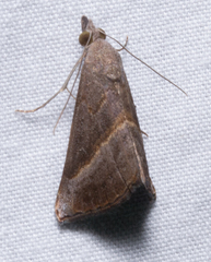 Hypena degesalis