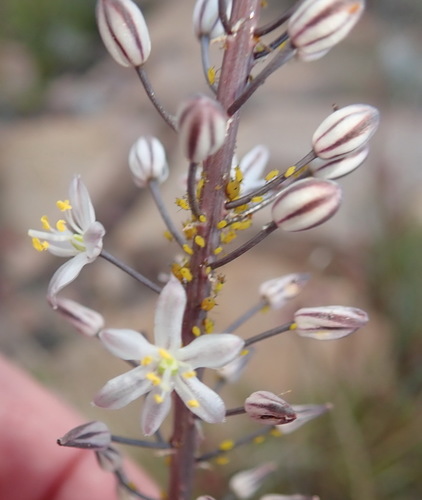 Image of Drimia anomala by (c) Nicola van Berkel, some rights reserved (CC BY-SA)