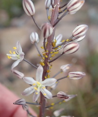 Drimia anomala