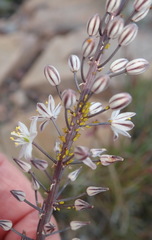 Drimia anomala