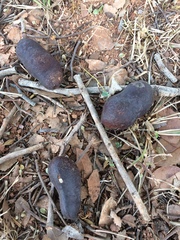 Hymenaea