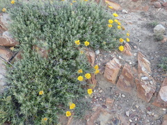 Berkheya angustifolia