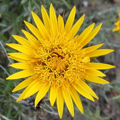 Berkheya angustifolia