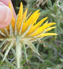 Berkheya angustifolia