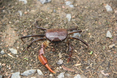 Trichodactylus