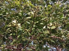 Hymenaea