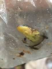 Manu Rocket Frog photo 2