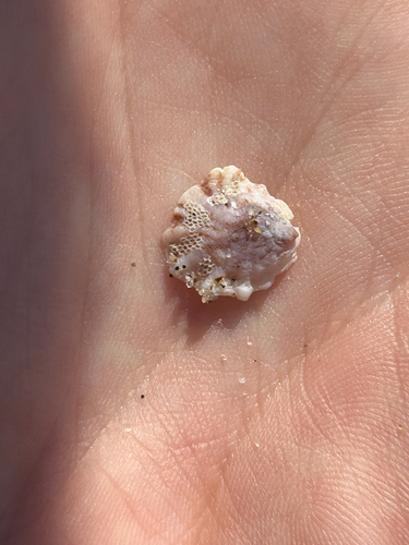 Crepipatella dorsata observed 2025-08-06