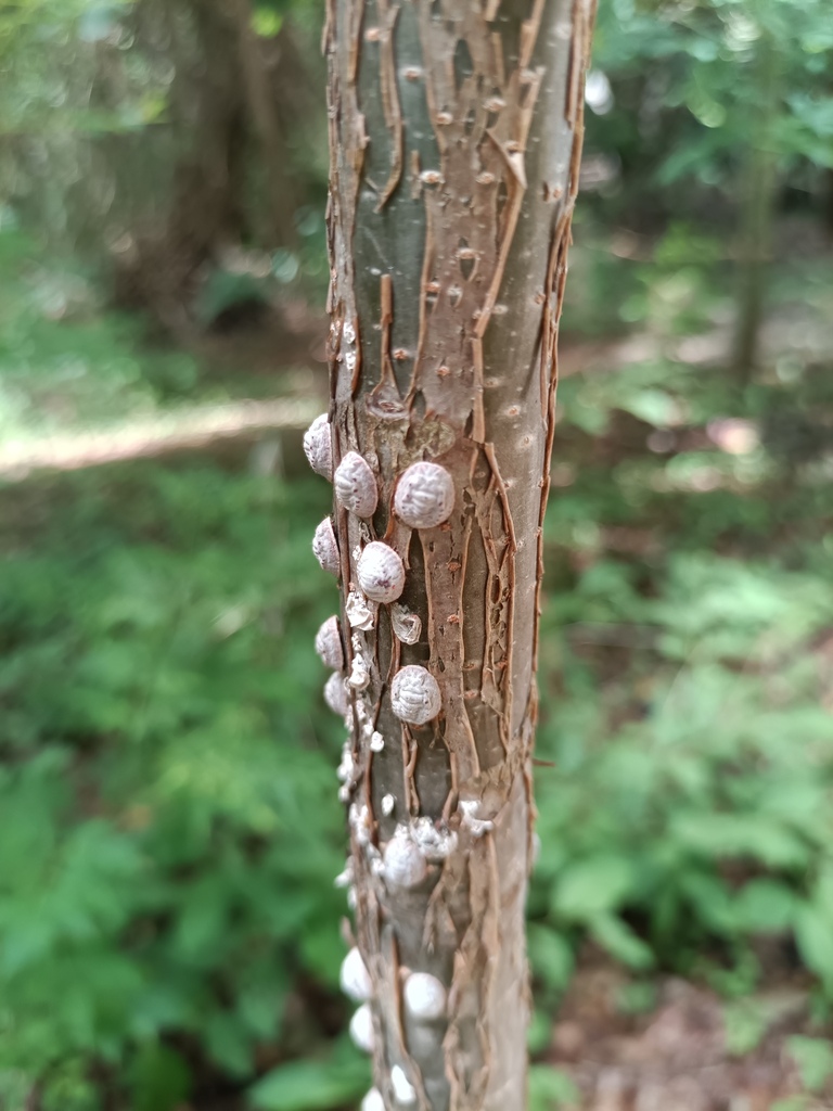 Crypticerya tuberculata