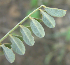 Indigofera