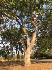 Hymenaea