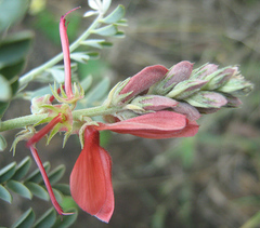 Indigofera