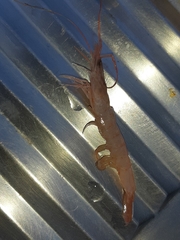 Penaeus aztecus