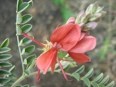 Indigofera