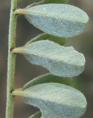 Indigofera