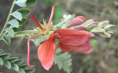 Indigofera