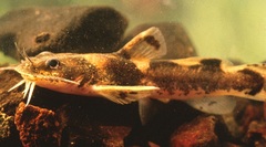 Carolina Madtom photo 1