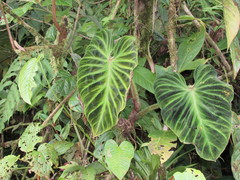 Philodendron verrucosum image